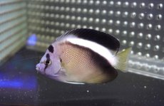 画像6: 【海水魚・ヤッコ】【通販】状態良好！人工飼料OK♪グリフィスエンゼル（SM)(個体販売）（±8cm）No.2（生体）(海水魚) (6)