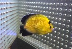 画像1: 【海水魚・ヤッコ】【通販】状態良好！人工飼料OK♪ゴールドフレークエンゼル（SM)(個体販売）（±8cm）（生体）(海水魚) (1)