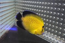 画像3: 【海水魚・ヤッコ】【通販】状態良好！人工飼料OK♪ゴールドフレークエンゼル（SM)(個体販売）（±8cm）（生体）(海水魚) (3)