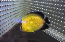 画像4: 【海水魚・ヤッコ】【通販】状態良好！人工飼料OK♪ゴールドフレークエンゼル（SM)(個体販売）（±8cm）（生体）(海水魚) (4)
