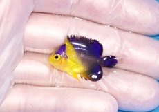 画像1: 【海水魚・ヤッコ】【通販】冷凍エサOk♪スミレヤッコ（XSサイズ）(個体販売）（±3cm）No.1（生体）(海水魚) (1)