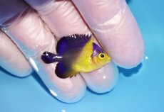 画像2: 【海水魚・ヤッコ】【通販】冷凍エサOk♪スミレヤッコ（XSサイズ）(個体販売）（±3cm）No.1（生体）(海水魚) (2)