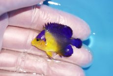 画像1: 【海水魚・ヤッコ】【通販】冷凍エサOk♪スミレヤッコ（XSサイズ）(個体販売）（±3.5cm）No.2（生体）(海水魚) (1)