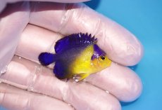 画像2: 【海水魚・ヤッコ】【通販】冷凍エサOk♪スミレヤッコ（XSサイズ）(個体販売）（±3.5cm）No.2（生体）(海水魚) (2)