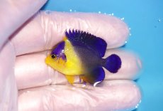 画像1: 【海水魚・ヤッコ】【通販】状態良好♪スミレヤッコ（Sサイズ）(個体販売）（±4cm） No.3（生体）(海水魚) (1)
