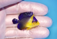画像2: 【海水魚・ヤッコ】【通販】状態良好♪スミレヤッコ（Sサイズ）(個体販売）（±4cm） No.3（生体）(海水魚) (2)