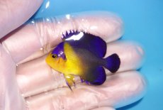 画像1: 【海水魚・ヤッコ】【通販】冷凍エサOk♪スミレヤッコ（Sサイズ）(個体販売）（±4cm） No.4（生体）(海水魚) (1)