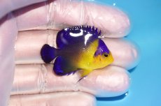 画像2: 【海水魚・ヤッコ】【通販】冷凍エサOk♪スミレヤッコ（Sサイズ）(個体販売）（±4cm） No.4（生体）(海水魚) (2)