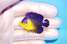 画像1: 【海水魚・ヤッコ】【通販】冷凍エサOk♪スミレヤッコ（Sサイズ）(個体販売）（±4cm） No.5（生体）(海水魚) (1)