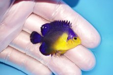 画像2: 【海水魚・ヤッコ】【通販】冷凍エサOk♪スミレヤッコ（Sサイズ）(個体販売）（±4cm） No.5（生体）(海水魚) (2)