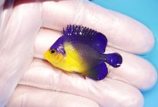 画像1: 【海水魚・ヤッコ】【通販】冷凍エサOk♪スミレヤッコ（Sサイズ）(個体販売）（±4cm） No.6（生体）(海水魚) (1)