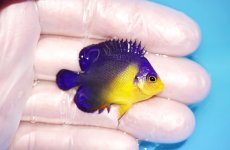 画像2: 【海水魚・ヤッコ】【通販】冷凍エサOk♪スミレヤッコ（Sサイズ）(個体販売）（±4cm） No.6（生体）(海水魚) (2)