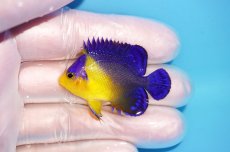 画像1: 【海水魚・ヤッコ】【通販】冷凍エサOk♪スミレヤッコ（Sサイズ）(個体販売）（±4.5cm） No.7（生体）(海水魚) (1)