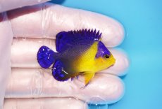 画像2: 【海水魚・ヤッコ】【通販】冷凍エサOk♪スミレヤッコ（Sサイズ）(個体販売）（±4.5cm） No.7（生体）(海水魚) (2)