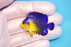 画像1: 【海水魚・ヤッコ】【通販】冷凍エサOk♪スミレヤッコ（Sサイズ）(個体販売）（±4.5cm） No.8（生体）(海水魚) (1)