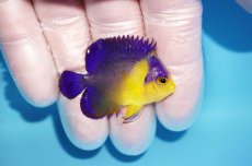 画像2: 【海水魚・ヤッコ】【通販】状態良好♪スミレヤッコ（Sサイズ）(個体販売）（±4.5cm） No.9（生体）(海水魚) (2)