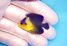 画像1: 【海水魚・ヤッコ】【通販】冷凍エサOk♪スミレヤッコ（Sサイズ）(個体販売）（±4.5cm） No.10（生体）(海水魚) (1)