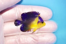 画像2: 【海水魚・ヤッコ】【通販】冷凍エサOk♪スミレヤッコ（Sサイズ）(個体販売）（±4.5cm） No.10（生体）(海水魚) (2)