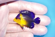 画像1: 【海水魚・ヤッコ】【通販】冷凍エサOk♪スミレヤッコ（Sサイズ）(個体販売）（±4.5cm） No.11（生体）(海水魚) (1)