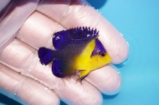 画像2: 【海水魚・ヤッコ】【通販】冷凍エサOk♪スミレヤッコ（Sサイズ）(個体販売）（±4.5cm） No.11（生体）(海水魚) (2)