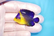 画像1: 【海水魚・ヤッコ】【通販】状態良好♪スミレヤッコ（Sサイズ）(個体販売）（±4.5cm） No.12（生体）(海水魚) (1)