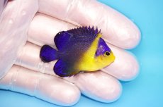 画像2: 【海水魚・ヤッコ】【通販】状態良好♪スミレヤッコ（Sサイズ）(個体販売）（±4.5cm） No.12（生体）(海水魚) (2)