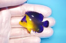 画像1: 【海水魚・ヤッコ】【通販】冷凍エサOk♪スミレヤッコ（Sサイズ）(個体販売）（±4.5cm） No.13（生体）(海水魚) (1)