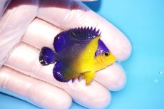 画像2: 【海水魚・ヤッコ】【通販】冷凍エサOk♪スミレヤッコ（Sサイズ）(個体販売）（±4.5cm） No.13（生体）(海水魚) (2)