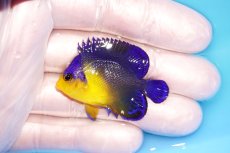 画像1: 【海水魚・ヤッコ】【通販】冷凍エサOk♪スミレヤッコ（Sサイズ）(個体販売）（±4.5cm） No.14（生体）(海水魚) (1)