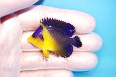 画像1: 【海水魚・ヤッコ】【通販】状態良好♪スミレヤッコ（Sサイズ）(個体販売）（±4.5cm） No.15（生体）(海水魚) (1)