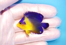 画像1: 【海水魚・ヤッコ】【通販】状態良好♪スミレヤッコ（Sサイズ）(個体販売）（±4.5cm） No.16（生体）(海水魚) (1)
