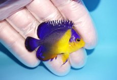 画像2: 【海水魚・ヤッコ】【通販】状態良好♪スミレヤッコ（Sサイズ）(個体販売）（±4.5cm） No.16（生体）(海水魚) (2)