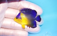 画像1: 【海水魚・ヤッコ】【通販】冷凍エサOk♪スミレヤッコ（Sサイズ）(個体販売）（±5cm） No.17（生体）(海水魚) (1)