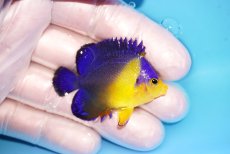 画像2: 【海水魚・ヤッコ】【通販】冷凍エサOk♪スミレヤッコ（Sサイズ）(個体販売）（±5cm） No.17（生体）(海水魚) (2)