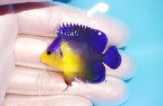 画像1: 【海水魚・ヤッコ】【通販】冷凍エサOk♪スミレヤッコ（Sサイズ）(個体販売）（±4.5cm） No.18（生体）(海水魚) (1)