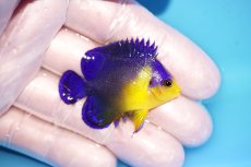画像2: 【海水魚・ヤッコ】【通販】冷凍エサOk♪スミレヤッコ（Sサイズ）(個体販売）（±4.5cm） No.18（生体）(海水魚) (2)