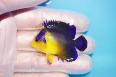 画像1: 【海水魚・ヤッコ】【通販】状態良好♪スミレヤッコ（Sサイズ）(個体販売）（±5cm） No.20（生体）(海水魚) (1)