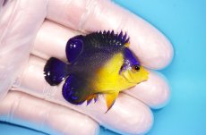 画像2: 【海水魚・ヤッコ】【通販】状態良好♪スミレヤッコ（Sサイズ）(個体販売）（±5cm） No.20（生体）(海水魚) (2)