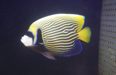 画像1: 【送料無料キャンペーン対象商品】【海水魚・ヤッコ】【通販】人工飼料爆食い♪タテジマキンチャクダイ（Mサイズ・太平洋）(個体販売）（±14cm） No.1（生体）(海水魚) (1)