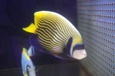 画像2: 【送料無料キャンペーン対象商品】【海水魚・ヤッコ】【通販】人工飼料爆食い♪タテジマキンチャクダイ（Mサイズ・太平洋）(個体販売）（±14cm） No.1（生体）(海水魚) (2)