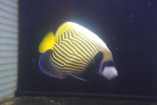 画像1: 【送料無料キャンペーン対象商品】【海水魚・ヤッコ】【通販】人工飼料爆食い♪タテジマキンチャクダイ（Mサイズ・太平洋）(個体販売）（±10cm） No.2（生体）(海水魚) (1)