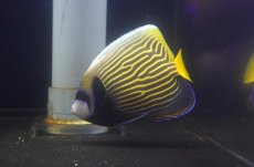 画像2: 【送料無料キャンペーン対象商品】【海水魚・ヤッコ】【通販】人工飼料爆食い♪タテジマキンチャクダイ（Mサイズ・太平洋）(個体販売）（±10cm） No.2（生体）(海水魚) (2)