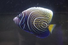 画像1: 【送料無料キャンペーン対象商品】【海水魚・ヤッコ】【通販】人工飼料爆食い♪ウズキン（太平洋）(個体販売）（±10cm） （生体）(海水魚) (1)
