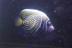 画像2: 【送料無料キャンペーン対象商品】【海水魚・ヤッコ】【通販】人工飼料爆食い♪ウズキン（太平洋）(個体販売）（±10cm） （生体）(海水魚) (2)