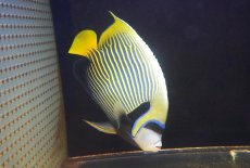 画像2: 【海水魚・ヤッコ】【通販】人工飼料OK♪タテジマキンチャクダイ（XLサイズ）(個体販売）（±23cm） No.1（生体）(海水魚) (2)