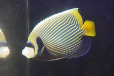 画像1: 【海水魚・ヤッコ】【通販】人工飼料OK♪タテジマキンチャクダイ（XLサイズ）(個体販売）（±21cm） No.2（生体）(海水魚) (1)