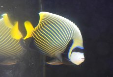 画像2: 【海水魚・ヤッコ】【通販】人工飼料OK♪タテジマキンチャクダイ（XLサイズ）(個体販売）（±21cm） No.2（生体）(海水魚) (2)