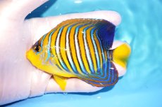画像1: 【海水魚・ヤッコ】【通販】人工飼料OK♪インドニシキヤッコ（Mサイズ）(個体販売）（±10.5cm）No.1（生体）(海水魚) (1)