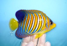 画像2: 【海水魚・ヤッコ】【通販】人工飼料OK♪インドニシキヤッコ（Mサイズ）(個体販売）（±10.5cm）No.1（生体）(海水魚) (2)