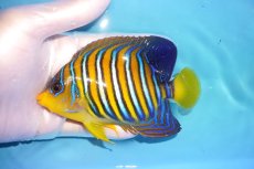 画像1: 【海水魚・ヤッコ】【通販】人工飼料OK♪インドニシキヤッコ（MLサイズ）(個体販売）（±12cm）No.2（生体）(海水魚) (1)